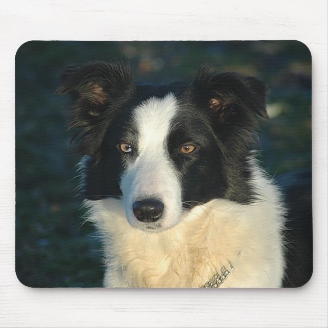 Border Collie Valp Hund Kärlek Musmatta (Framsidan)