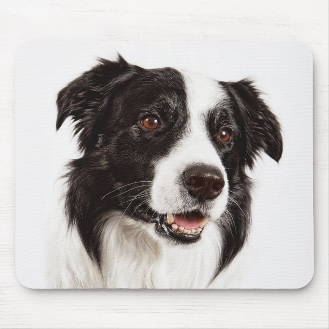 Border Collie Valp Hund Musmatta (Framsidan)