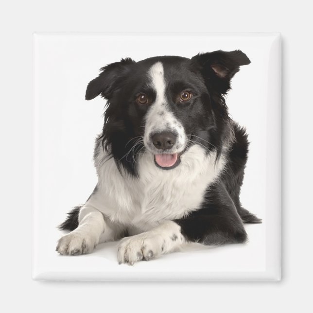 Border Collie Valp Hund Svart Och Vit Magnet (Framsidan)