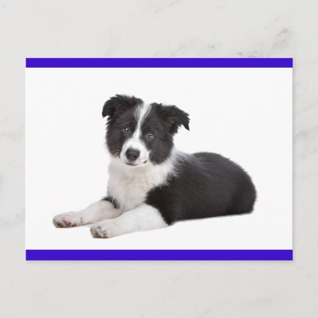 Border Collie Valp Hund Tom Julkort Postkort Vykort (Framsida)