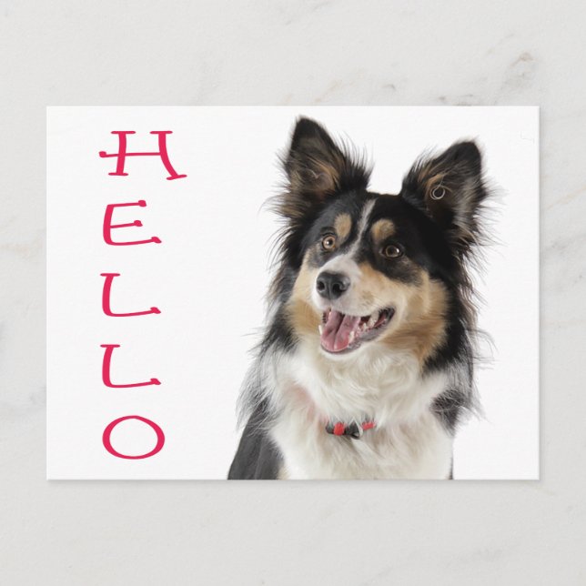 Border Collie Valp Hund Välkomst Postkort Vykort (Framsida)