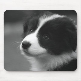 Border Collie Valp Musmatta