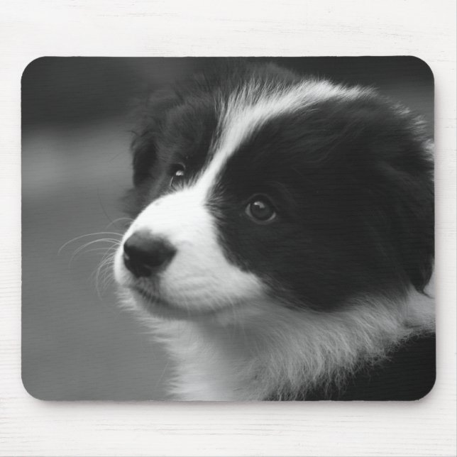 Border Collie Valp Musmatta (Framsidan)
