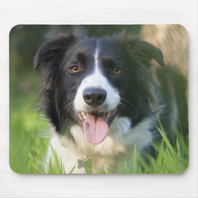 Border Collie Valp Musmattor (Framsidan)