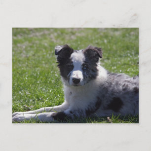 border collie valp vykort