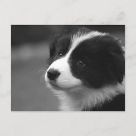 Border Collie Valp Vykort