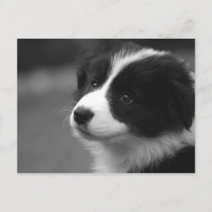 Border Collie Valp Vykort