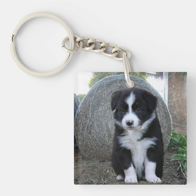 Border Collie Valplatsby Life, (Framsidan)