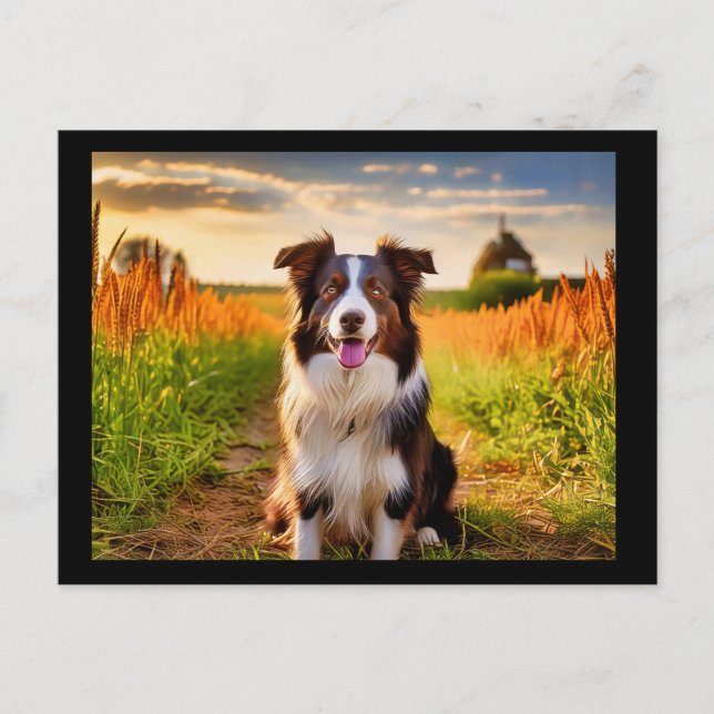 Border Collie  Vykort (Framsida)