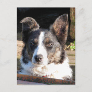BORDER COLLIE VYKORT