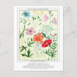 Bordsblommor i Rocky Mountain Flowers, Vintage Vykort