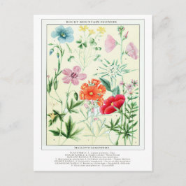 Bordsblommor i Rocky Mountain Flowers, Vintage Vykort