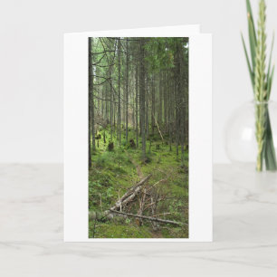 "Boreal Life Trail" Adirondack Forest Scene Kort