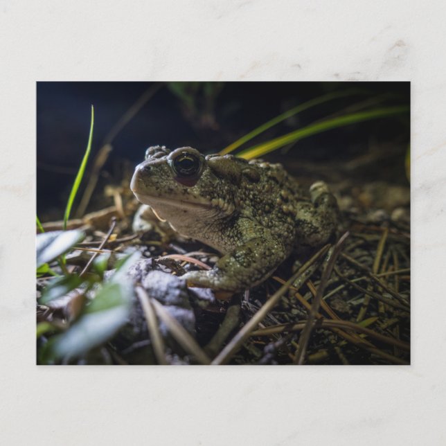 Boreal Toad Vykort (Framsida)