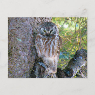 Boreal Uggla Closeup Photo Vykort