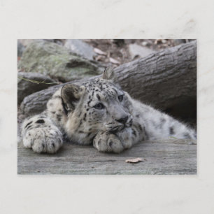 Bored Snö Leopard Unge Vykort