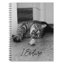 Bored Tabby katt Ljugande på Side Staring vid Leks