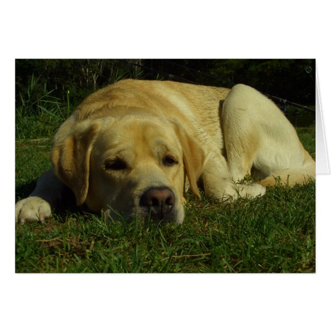 Boredom - Labrador i grönt Hälsningskort (Framsidan Horizontal)