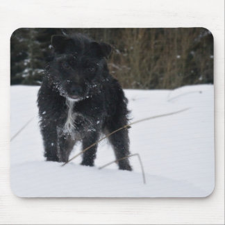 Borggård den Patterdale terrieren Musmatta