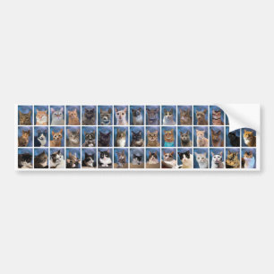Boring Group Cat Class of 2023 Bildekal