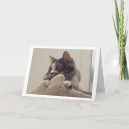 Boris Cute Nubber Kattunge Hälsning Kort