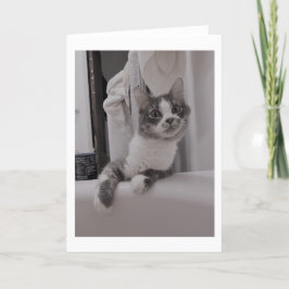Boris Cute Nubber Kattunge Hälsning Kort