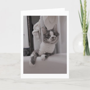 Boris Cute Nubber Kattunge Hälsning Kort
