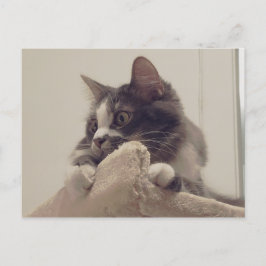 Boris Cute Nubber Kattunge vykort