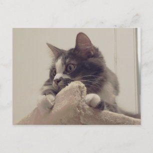 Boris Cute Nubber Kattunge vykort