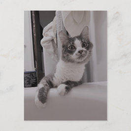 Boris Cute Nubber Kattunge vykort