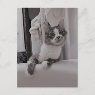 Boris Cute Nubber Kattunge vykort