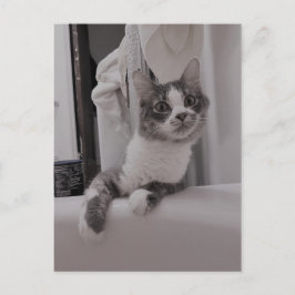 Boris Cute Nubber Kattunge vykort
