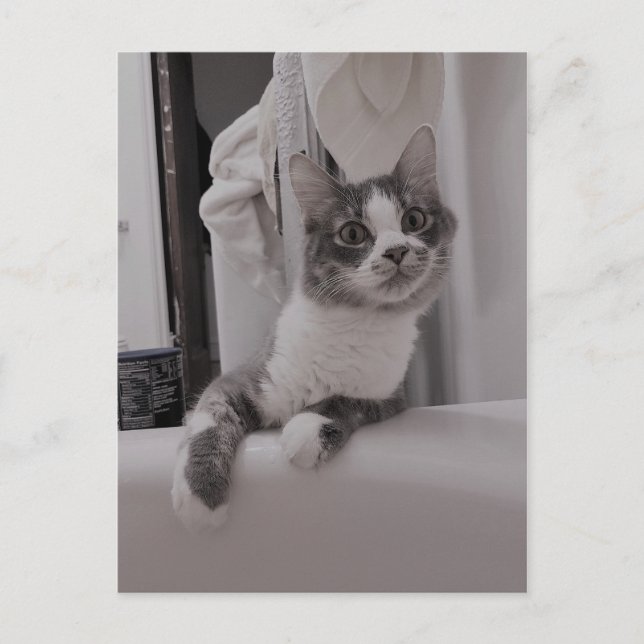 Boris Cute Nubber Kattunge vykort (Framsida)