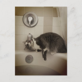 Boris Cute Nubber Kattunge vykort