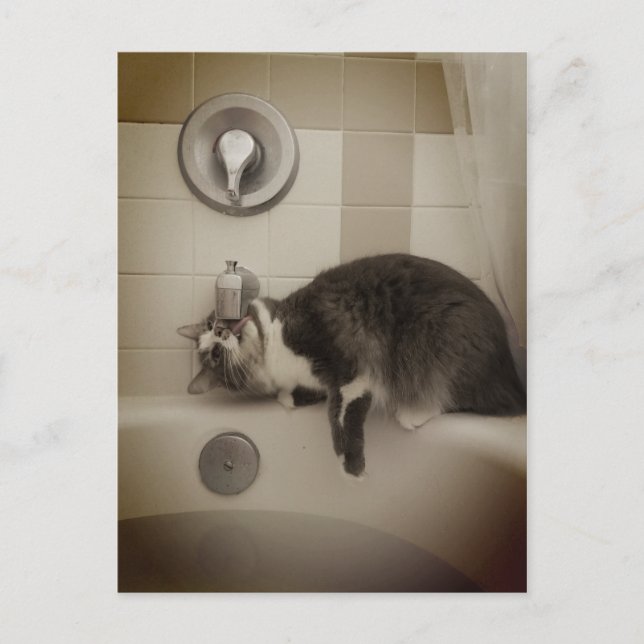 Boris Cute Nubber Kattunge vykort (Framsida)