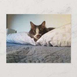 Boris Cute Nubber Kattunge vykort