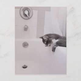 Boris Cute Nubber Kattunge vykort