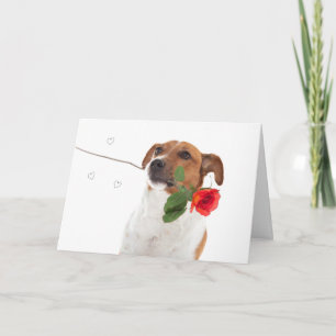 Boris - Jack Russell Terrier - Hund Kort