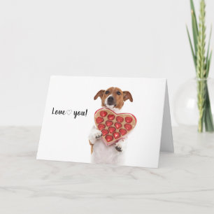 Boris - Jack Russell Terrier - Kort