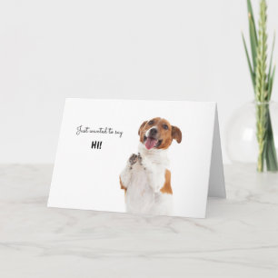 Boris - Jack Russell Terrier - säg bara hej! Kort