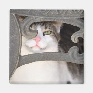 Boris Kattunge Magnet