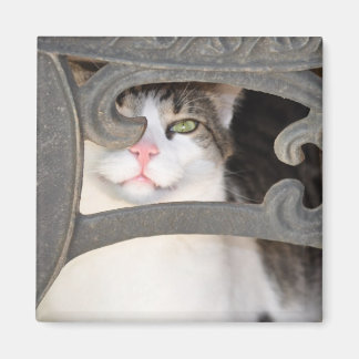 Boris Kattunge Magnet