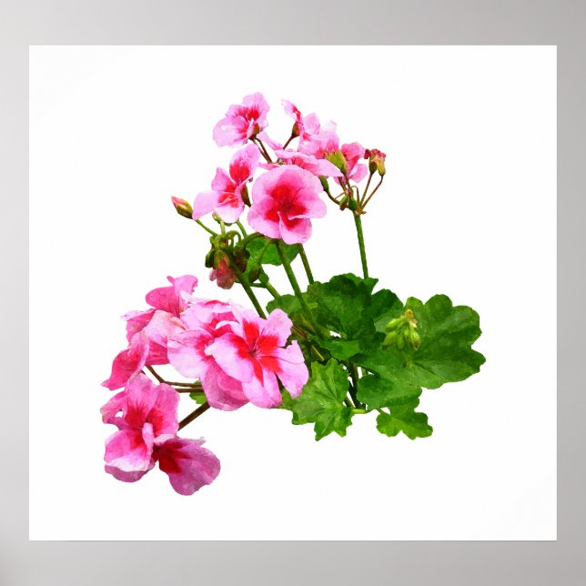 BÖRJA UNDER $20 - Geranium Profile Poster (Framsidan)