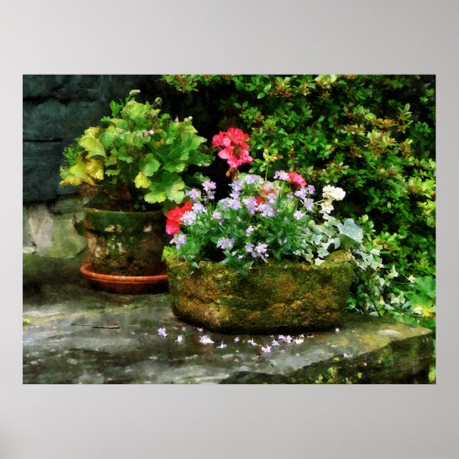 BÖRJA UNDER 20 $ - Geraniums and Lavender Flowers Poster (Framsidan)