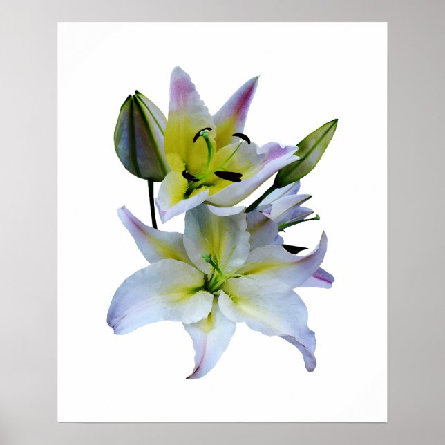 BÖRJA UNDER 20 $ - Vita Lilies Poster (Framsidan)