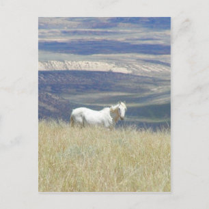 Born Free Vild Mustang Horse Vykort
