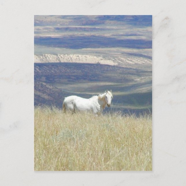 Born Free Vild Mustang Horse Vykort (Framsida)