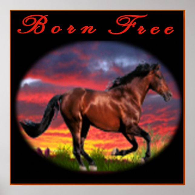 Born fri hästkonst poster (Framsidan)