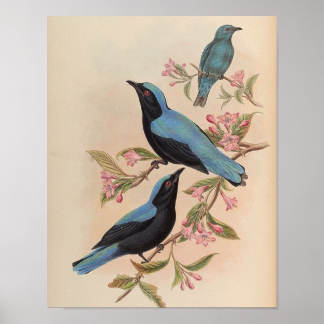 Borneansk sagoblåfågel av John Gould Print Poster (Framsidan)