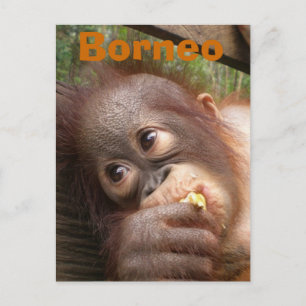 Borneo Baby Orangutan Vykort